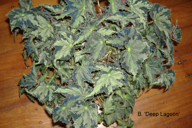 B. ‘Deep Lagoon’